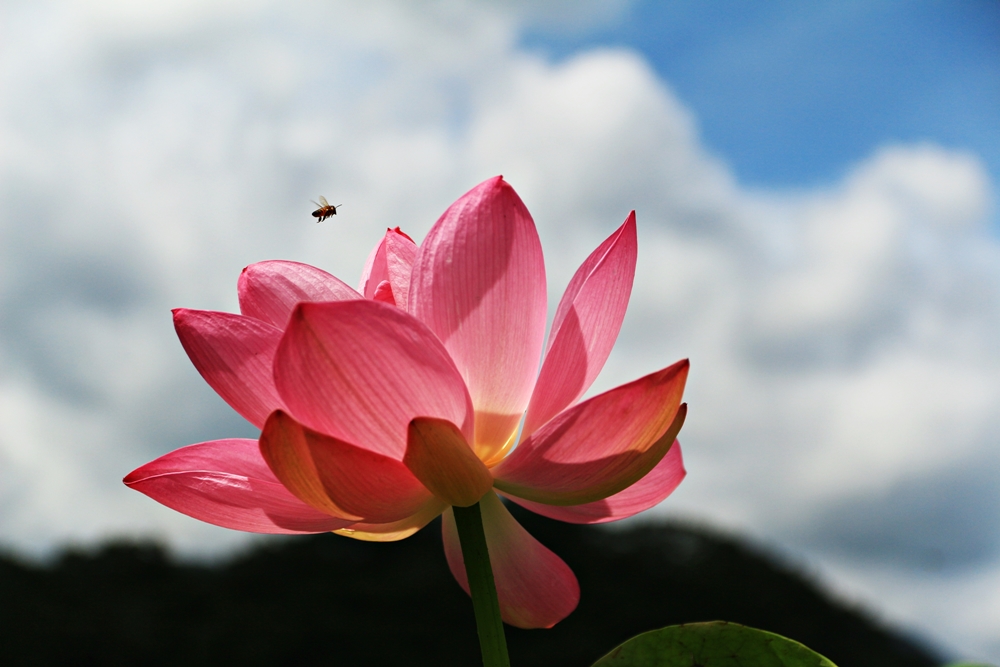 경주 부운지