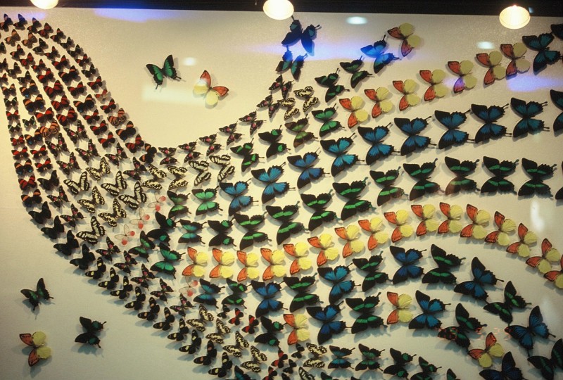 전남 함평군 나비 축제입니다.